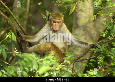 Toque macaque (Macaca sinica), seduti in un albero, Yala National Park, Sri Lanka Foto Stock