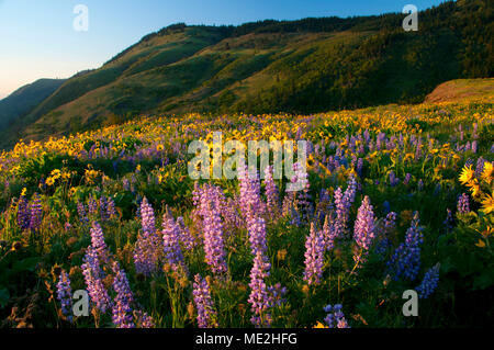 E lupino balsamroot, Tom McCall preservare, Columbia River Gorge National Scenic Area, Oregon Foto Stock