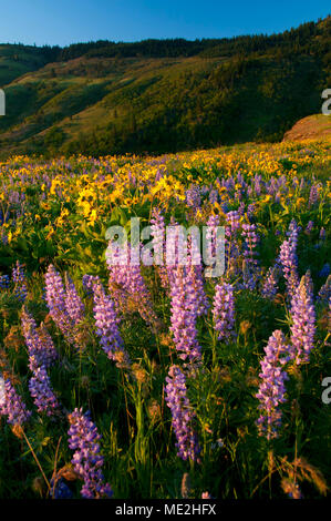 E lupino balsamroot, Tom McCall preservare, Columbia River Gorge National Scenic Area, Oregon Foto Stock