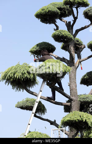 Giapponese professionale giardiniere la potatura di un albero di cedro con scaletta Foto Stock