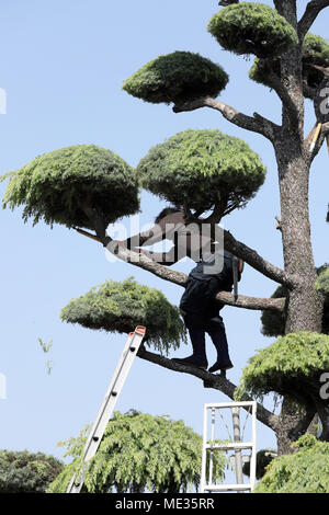 Giapponese professionale giardiniere la potatura di un albero di cedro con scaletta Foto Stock