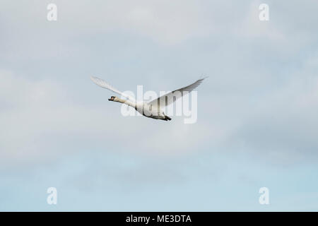 Cigno, Cygnus olor primavera,su Oxfordshire wetland Foto Stock