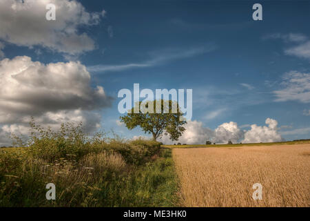 Il frassino nel Meon Valley, Hampshire, Regno Unito Foto Stock