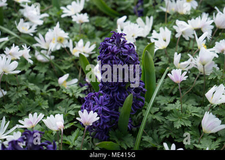 Giacinto viola con lillã bianco in un giardino su una molla giorno di estate in Lisse, Keukenhoff, Paesi Bassi, Europa Foto Stock