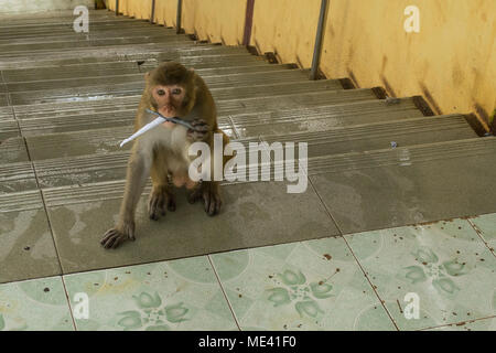 Un adulto scimmia macaco sulle scale del Monte Popa, con un boccone di arachide o mais avvolti in un giornale, alimentazione da turisti Birmania Myanmar Asia SE Foto Stock