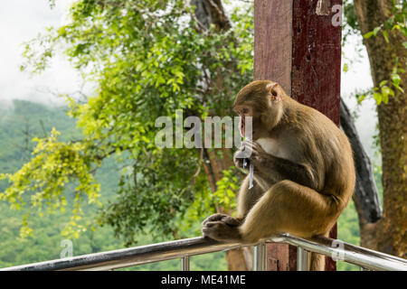 Un adulto affamato scimmia macaco seduto sulla ringhiera del Monte Popa, mangiare mais o dadi arachidi avvolti in un giornale, alimentato dai turisti in Birmania, Myanmar Foto Stock