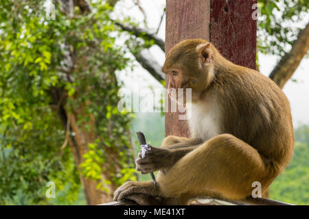 Un adulto affamato scimmia macaco seduto sulla ringhiera del Monte Popa, mangiare mais o dadi arachidi avvolti in un giornale, alimentato dai turisti in Birmania, Myanmar Foto Stock