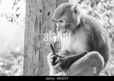 Un adulto scimmia macaco seduto sulla ringhiera e accigliata mentre la lacerazione della carta per mangiare il mais e i dadi avvolti in un giornale. Faccia stropicciata il Monte Popa Birmania Foto Stock