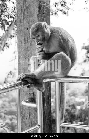 Adulto scimmia macaco, seduto rannicchiato su una ringhiera in Monte Popa, mangiare i dadi e il mais avvolti in quotidiani, alimentato dai turisti, piegata. La birmania, myanmar Foto Stock