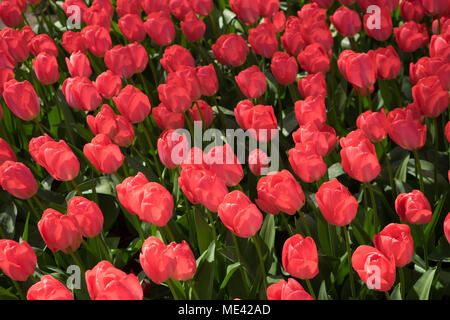 Red tulip gemme a Lisse, Keukenhoff, Paesi Bassi, l'Europa in un giorno di estate Foto Stock