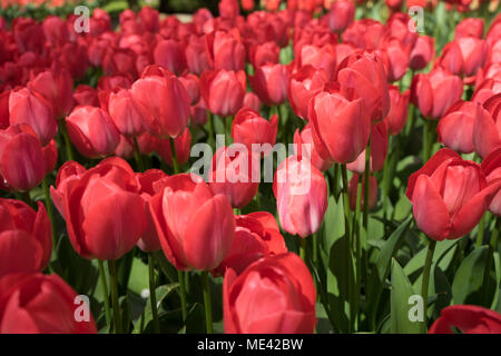 Red tulip gemme a Lisse, Keukenhoff, Paesi Bassi, l'Europa in un giorno di estate Foto Stock