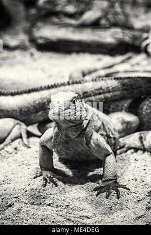 Close up foto di roccia cubano iguana - Cyclura nubile. Lizard scena. La cura degli animali. La bellezza della natura. Foto in bianco e nero. Foto Stock