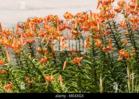 Il Tiger Lily garden in ora in piena fioritura Foto Stock