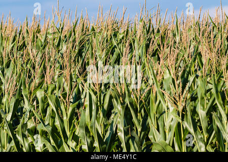 Un sacco di fiocchi di mais nel sole del tardo pomeriggio Foto Stock