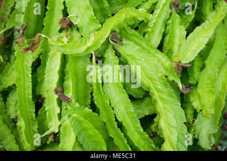 Freschezza Psophocarpus tetragonolobus Foto Stock