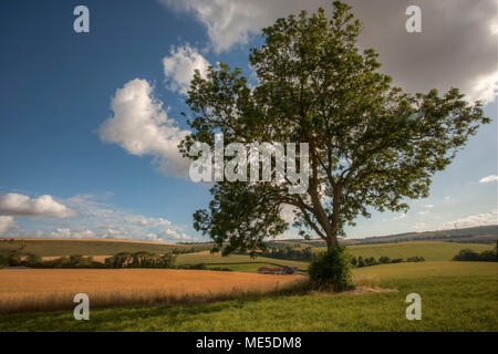 Il frassino nel Meon Valley, Hampshire, Regno Unito Foto Stock