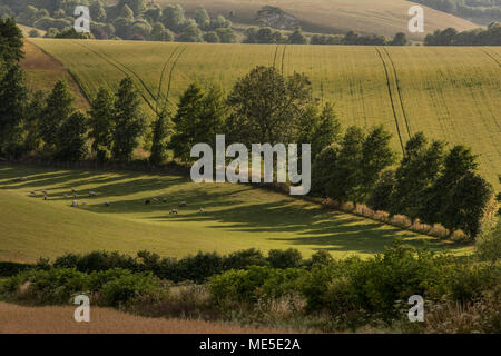 Il frassino nel Meon Valley, Hampshire, Regno Unito Foto Stock