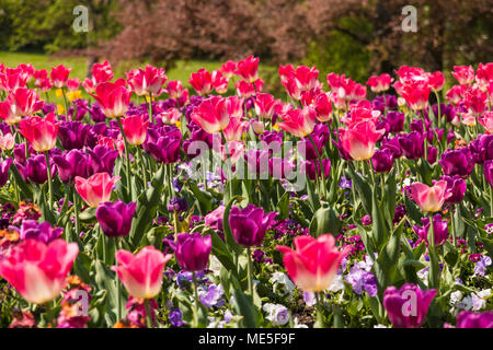 Un bellissimo campo pieno di viola, rosa e bianco (tulipani Tulipa Negrita) con bianco, viola e rosa giardino pansies (Viola). Foto Stock