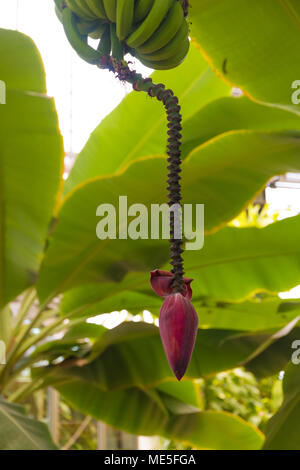 Frutti di banana con fiori a stelo e appeso a un albero sotto la sua ombra foglie. Foto Stock