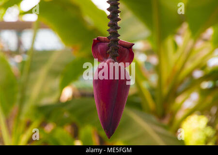 Un bel close-up di un violaceo-crimson banana flower o cuore con stelo appeso a un albero. Foto Stock