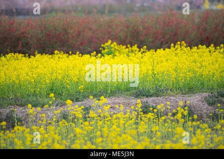 La Canola Yellower di campo dei fiori Foto Stock