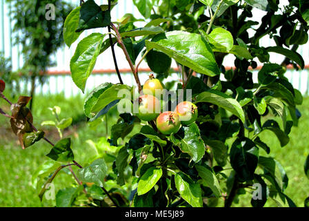 Immaturo mele verdi su un albero giovane, Russia Foto Stock