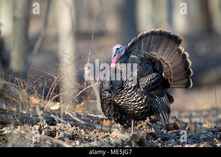 Un maschio il tacchino selvatico strutting durante il corteggiamento. Foto Stock