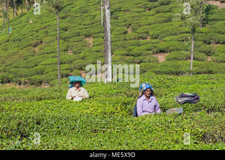 Valparai, India - 8 Marzo 2018: Station Wagon lavoratori clip cespugli di tè in una fase precoce della crescita per aumentare la resa Foto Stock