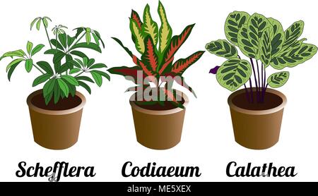 Disegnato a mano set di vettore di piante da interni Illustrazione Vettoriale