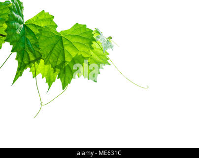 Un giovane grapevine isolati su sfondo bianco, salvati tracciato di ritaglio; Foto Stock