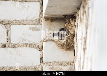 Swallow si siede in un nido sotto il tetto di un edificio a più piani Foto Stock