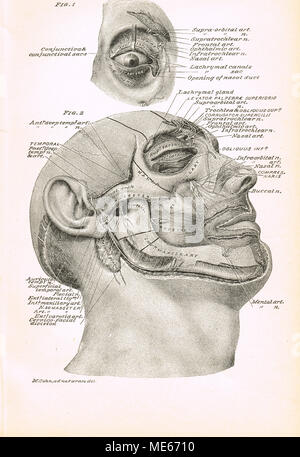 Xix secolo facial sezione trasversale Foto Stock