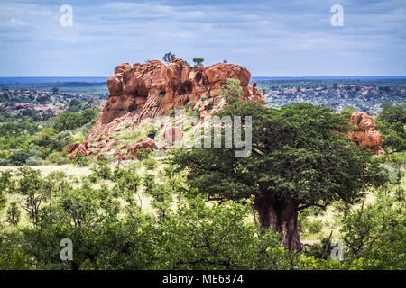 Baobab in Mapungubwe national park, Sud Africa ;Specie Adansonia digitata famiglia di Malvaceae Foto Stock