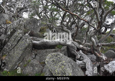 Twisted radici di un albero morto sulle rocce. Modello di albero morto - parte secca dell'albero. Ramo secco. Albero morto rami del grande albero, natura dello sfondo. Foto Stock