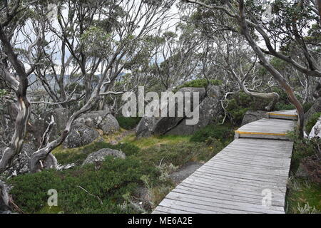 Foto Dettaglio di percorso la passerella di legno lungo la collina rocciosa tra piante verdi alberi cespugli a tempo di giorno in estate. Percorso a piedi a Charlotte Pass mi Foto Stock