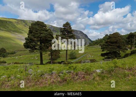 Sentieri escursionistici in Wicklow Mountains, Wicklow, Irlanda Foto Stock