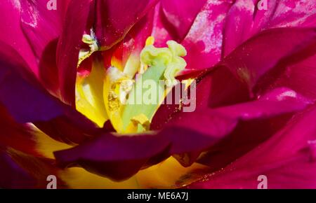 Close-up di un viola tulip (Tulipa) Foto Stock