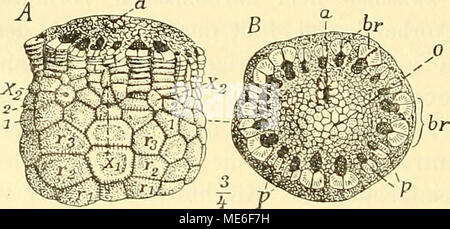 . Die geologischen grundlagen der abstammungslehre . Foto Stock