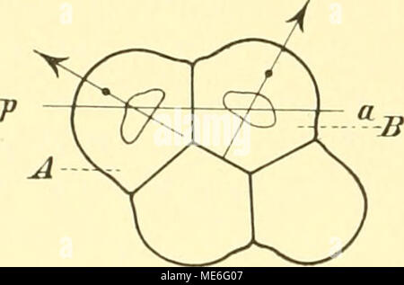 . Die Geschichte der T-Riesen von Ascaris megalocephala als Grundlage zu einer dieser Entwickelungsmechanik Spezies . Foto Stock