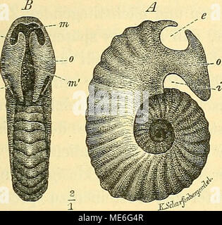 . Die geologischen grundlagen der abstammungslehre . Foto Stock