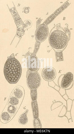 . Die Natürlichen Pflanzenfamilien nebst ihren Gattungen und wichtigeren Arten, insbesondere den Nutzpflanzen, unter Mitwirkung zahlreicher hervorragender Fachgelehrten begründet . Fig. 73. A-C Oedogonium ciliatttm (Hass). Pringsli. Un mittlerer Teil eines geschleclitlichen Fadens mit un- theridium ("j) am oberen Ende, sowie 2 befruchteten Oogonien {og) nebst den Zwergmänneben {mm); B Oogo- nium im Augenblick der Befruchtung; o die Eizelle, m Zwergmännchen, e das Si^ermatozoid, im Begriif ein- zudringen; (? Reife Oospore. Oe. Landshoronghi {^a,ss.) Wittr. Ss gemelliparnm Pringsh. Stück des männl Foto Stock