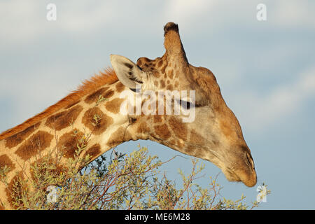 Close-up verticale delle giraffe (Giraffa camelopardalis) alimentazione su un albero, Sud Africa Foto Stock