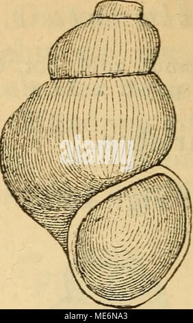 . Die Mollusken-Fauna Mitteleuropa . Byth. lata var. scalaris. Lge. 2,5-3 mm., Durchin. 1,7 mm. Verbreitung: Ungarn. 13. Bythinella Tornensis Hazay, Bythinella Tornensis Hazay Jahrb. Malak. Gesellsch. 1881 p. 273. La loro: nicht beschrieben. Fig. 442. Foto Stock