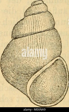 . Die Mollusken-Fauna Mitteleuropa . Byth. Tornensis. Gehäuse: klein, kegelförmig, fein geritzt, mit spitzem Gewinde, durchscheinend^, fein gestreift, von grüner oder hellbrauner Farbe; Umgänge 5, ziemlich Rasch und regel- mässig zunehmend, sehr gewölbt und durch sehr tiefe Nähte getrennt, der letzte massig aufgeblasen, 1/3 der ganzen ge- häuselänge einnehmend; Mündung rundlich-eiförmig, kaum Foto Stock