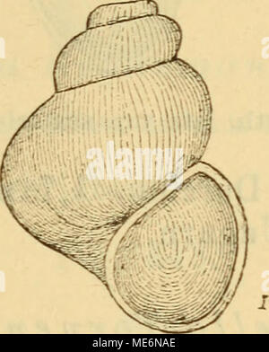 . Die Mollusken-Fauna Mitteleuropa . Byth. lata. Gehäuse: klein, abgestutzt-kugelig, veloce glatt, trüb- glasig, mit grünlichen Diatomeen überzogen, sehr fein ge- ritzt; Umgäuge 4, Stark gewölbt, durch tief eingeschnürte Nähte getrennt, rasch zunehmend, der erste sehr klein, der letzte sehr aufgeblasen, häufig sind die oberste Windungen ganz abgefressen; Mündung rundlich-eiförmig; fast die Hälfte der ganzen Gehäuselänge einnehmend; Mundsaum zusammenhängend, scharf, gerade; Spindelrand nur leicht zurückgebogen ; Deckel nicht beschrieben. Lge. 2,5 mm., Durchm. 1,7 mm. Wohnort: in Quellen. Verbr Foto Stock
