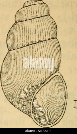 . Die Mollusken-Fauna Mitteleuropa . Byth. abbreviata. Gehäuse: klein, deutlich geritzt, eiförmig - walzigr dünnschalig, veloce durchsichtig, farblos, glasglänzend, veloce glatt, nur sehr feine dichtstehende Zuwachsstreifen; uhm- gänge 5, langsam und regelmässig zunehmend, gewölbt, durch eine vertiefte massig Naht getrennt, der letzte wenig höher als der vorletzte; Mündung eiförmig-rundlich, nach oben gewinkelt, 1|3 der ganzen Gehäuselänge einnehmend; Mundsaum gerade, scharf, zusammenhängend; Spindelrand schwach umgeschlagen und nur oben eine kurze Strecke un- geheftet. Lge. 3,5 mm., Durchm. 1,5 Foto Stock