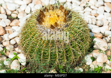 Echinocactus grusonii, noto come il golden barrel cactus e palla dorata Foto Stock