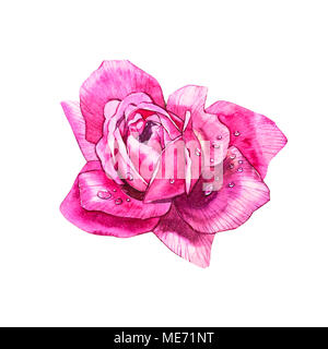 Impostare gli elementi di acquerelli di rose. Collezione giardino di fiori di rosa, foglie e rami. Illustrazione botanico isolati su sfondo bianco. Bocciolo di rose Foto Stock