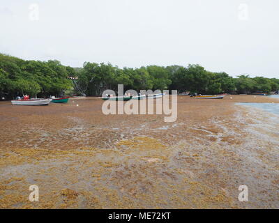 Ogni anno le alghe Sargassum arrivare dal Brasile. Le alghe invadono le spiagge della Martinica e della Guadalupa. La fis non possono uscire le loro barche e vi è Foto Stock