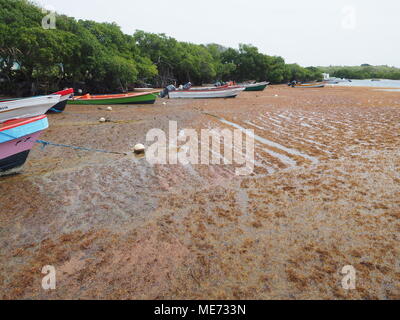 Ogni anno le alghe Sargassum arrivare dal Brasile. Le alghe invadono le spiagge della Martinica e della Guadalupa. La fis non possono uscire le loro barche e vi è Foto Stock